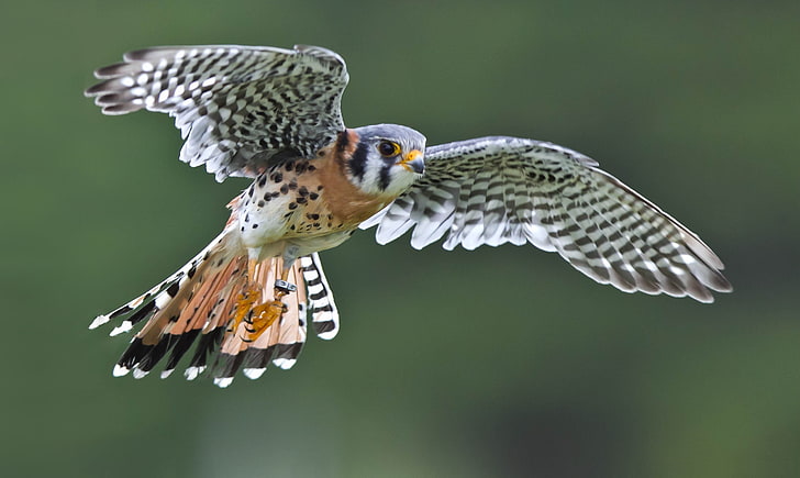 peregrine falcon, flight, bird, wings, Sparrow Kestrel, animal wildlife, HD wallpaper