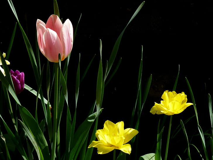 photography of pink and yellow petaled flowers, tulip, nature