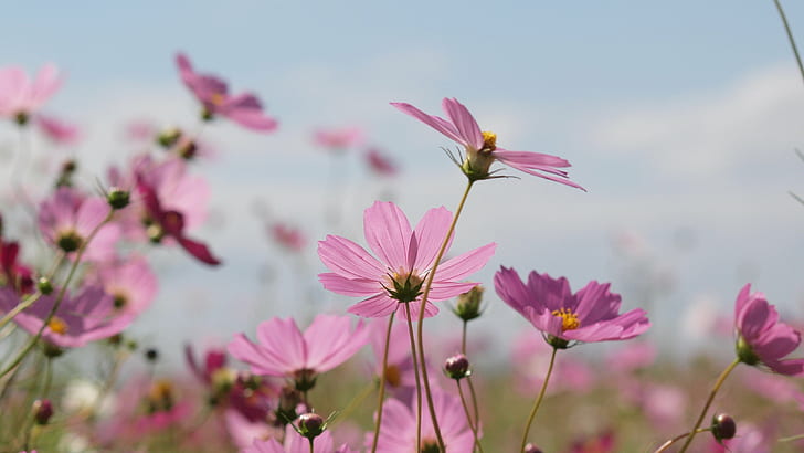 close up focus photo of pink-petaled flowers at daytime, cosmos