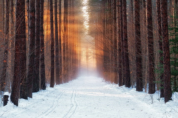 brown tree trunks, cold, winter, forest, snow, morning, cold temperature