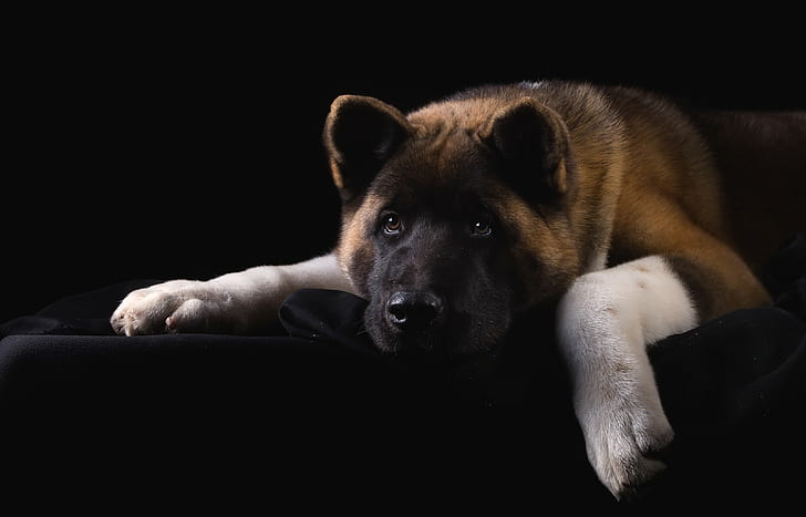 American Akita, dog, tan black and white akita inu, face, portrait, HD wallpaper