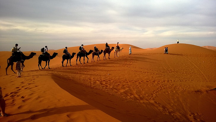 herd of brown camel, camels, caravan, desert, safaris, dune, sand Dune, HD wallpaper