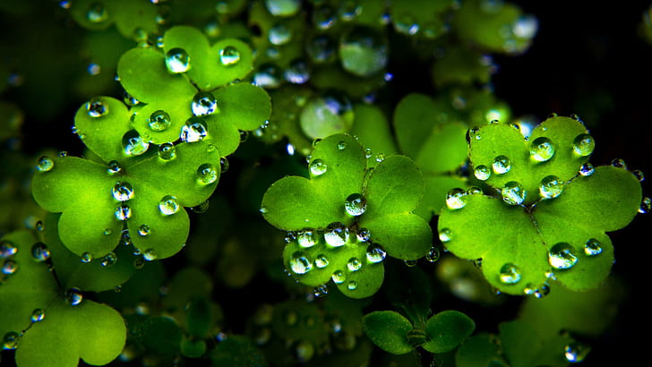 Leaf Water Drops, green leaf plant