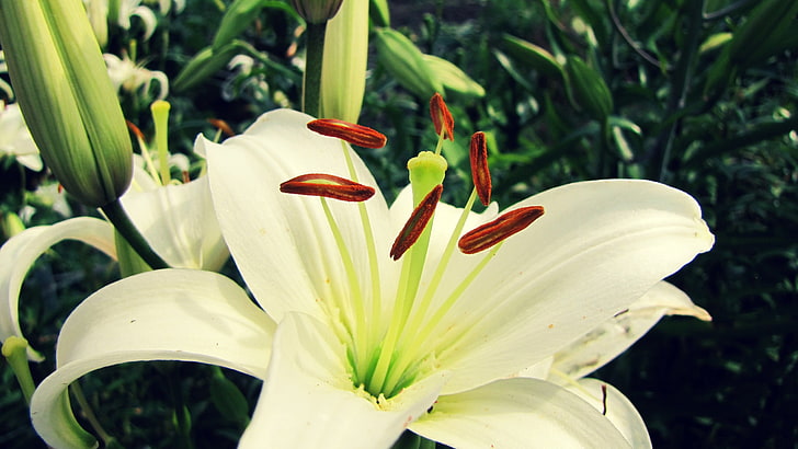 white lily flower, nature, macro, plants, flowers, white flowers, HD wallpaper