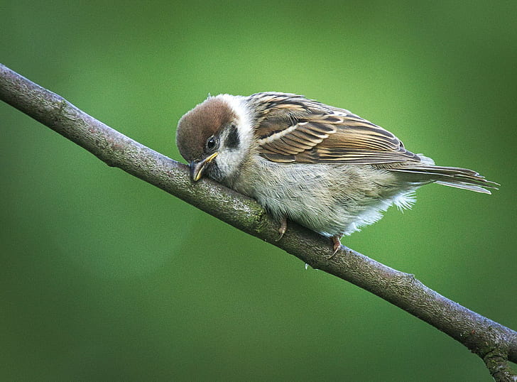 Eurasian Tree Sparrow perched on twig, mazurek, Wróbel, Passer montanus, HD wallpaper