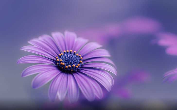Purple Blue Flower Hd Wallpapers