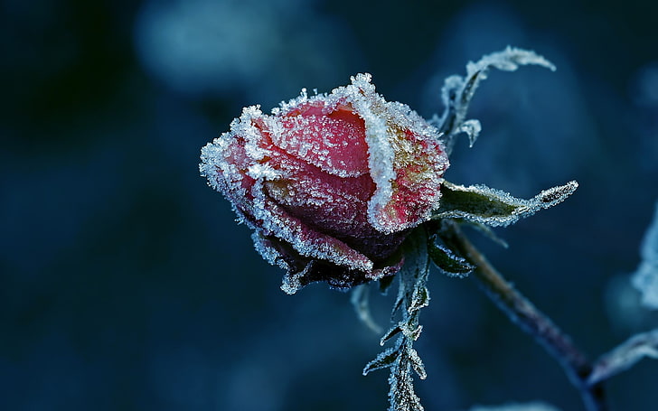 red frozen rose, frost, macro, ice, flowers, plants, cold, red flowers