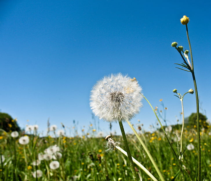 Spring S Whisper: Dandelion Meadow Bathed in Evening Light Stock Image -  Image of idyllic, china: 291028515