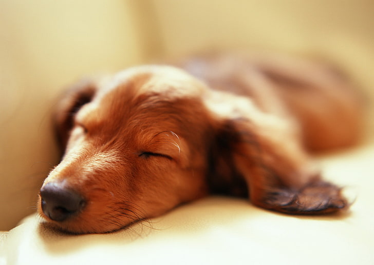 short-coated tan puppy, animals, dog, sleeping, depth of field, HD wallpaper