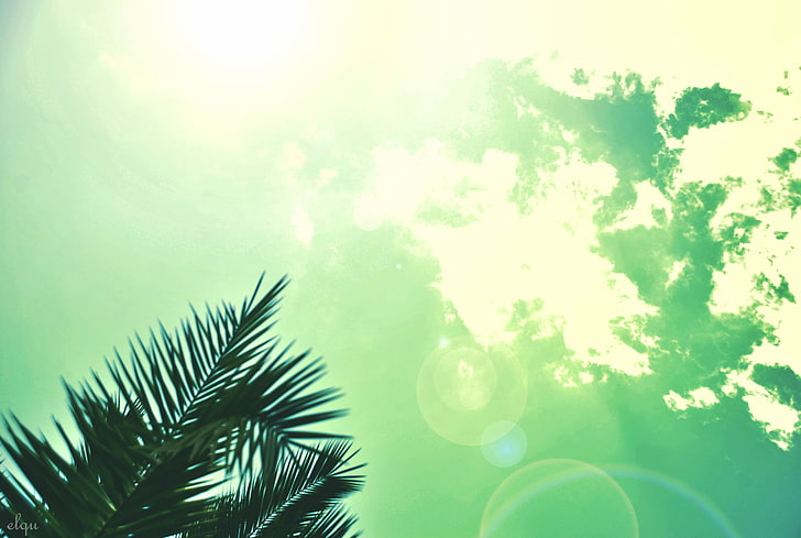 clear sky, palm trees, clouds, sunlight, summer, lens flare, plant
