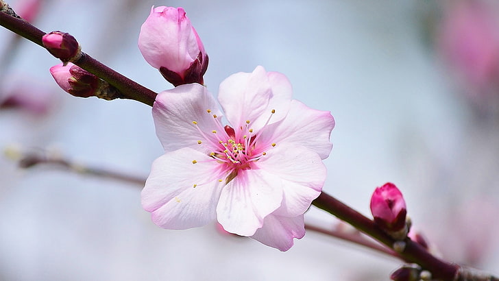 blossom, flower, flowering plant, freshness, fragility, pink color, HD wallpaper