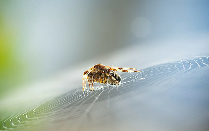 spiderwebs, macro, blurred, bokeh, insect, animals, HD wallpaper