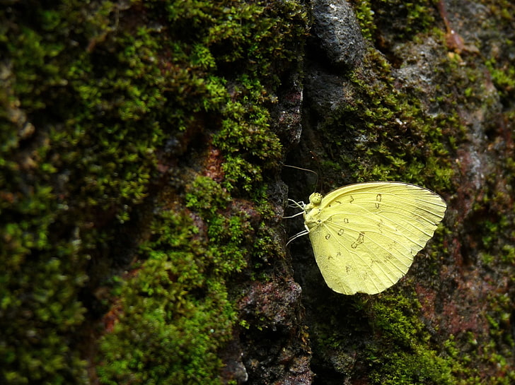 HD wallpaper: Animal, Butterfly, Three-Spot Grass Yellow | Wallpaper Flare
