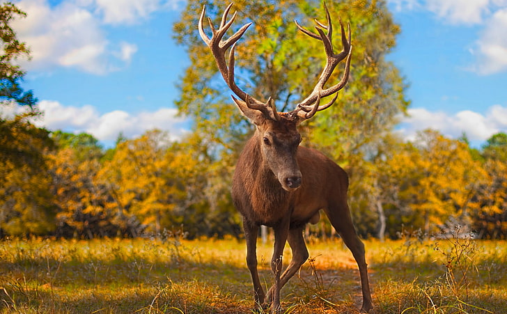 The Crown Prince, brown deer, Animals, Wild, Light, Forest, Heart, HD wallpaper