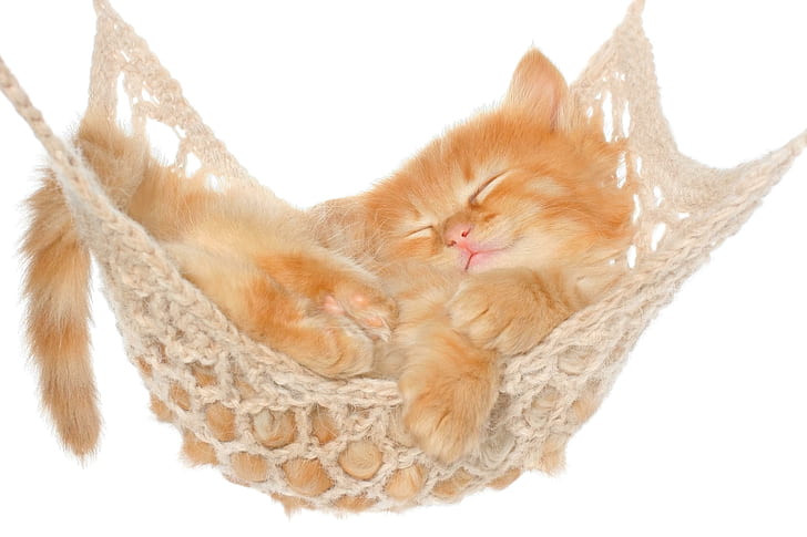 cat, hammock, kitten, red, fluffy, HD wallpaper
