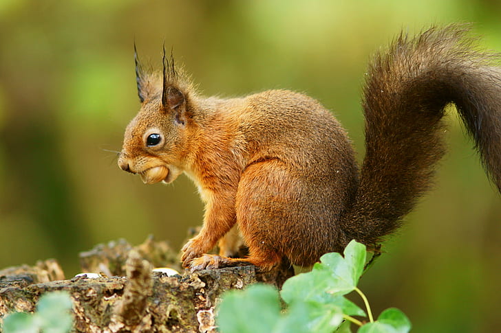 close up photography of squirrel, Hazelnut, Breakfast, Red  Squirrel