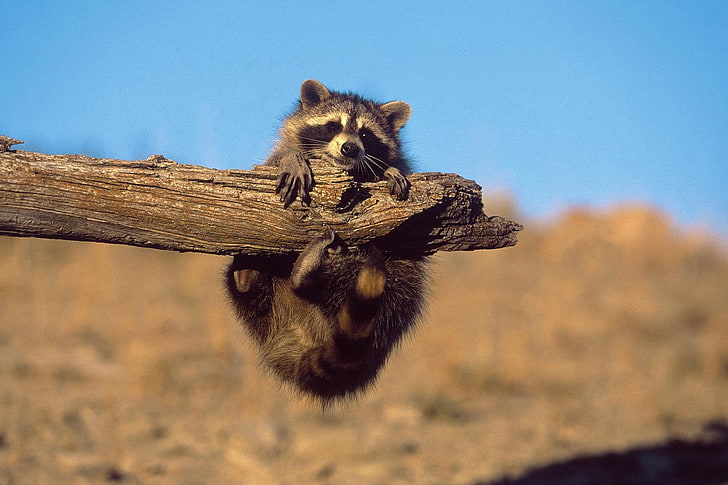 brown raccoon, raccoons, branch, animal themes, animals in the wild, HD wallpaper