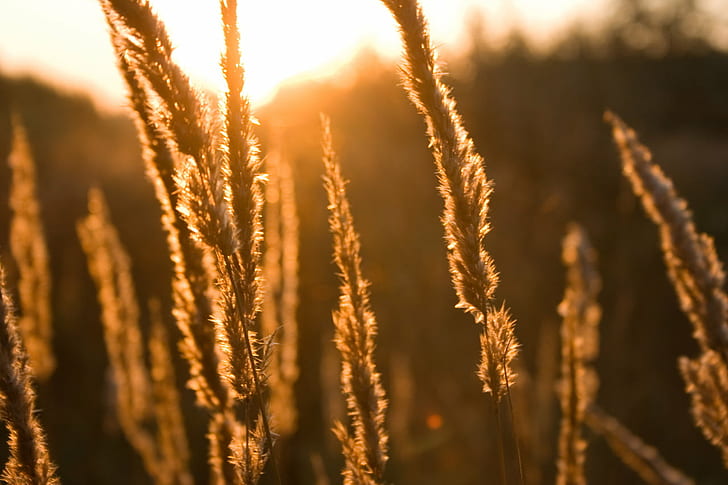 silhouette of grass during golden hour time photo, 光, light