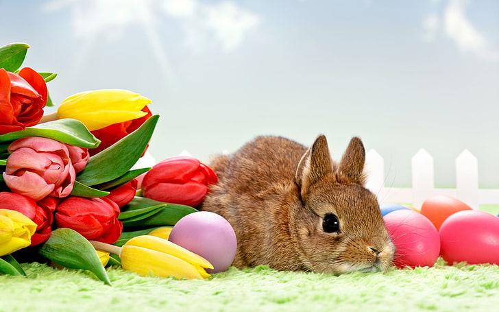 brown bunny, tulips, flowers, rabbits, eggs, animals, Easter