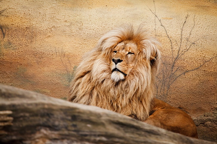 animals, feline, fur, lion, wildlife, animal themes, cat, animal wildlife, HD wallpaper