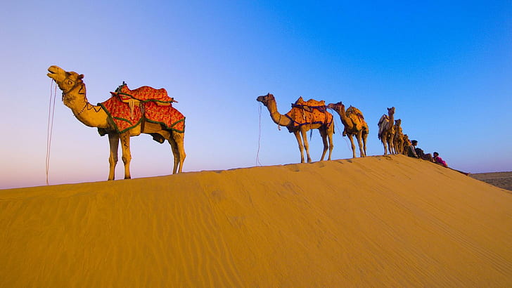 Midday Break In The Desert, herd of camel, dunes, riders, camels, HD wallpaper