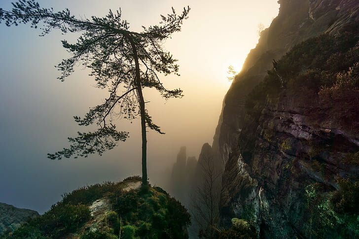 tall tree beside tall rock fall, Blick, den, Nebel, Bastei, Deutschland, HD wallpaper