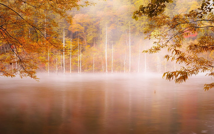 lake and trees photo, photography, landscape, nature, fall, forest, HD wallpaper