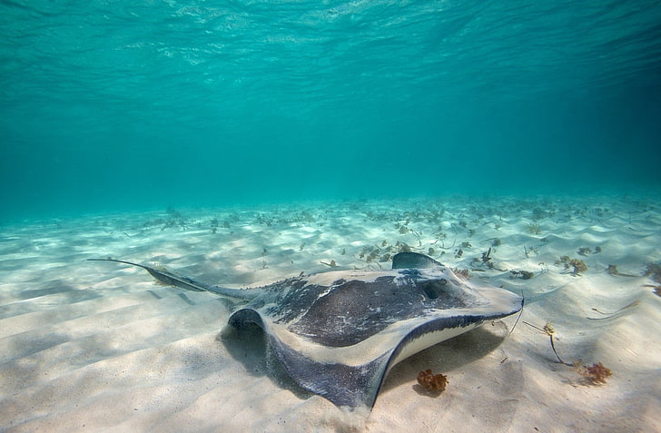 manta ray, animals, sea, underwater, sand, Stingray, animals in the wild, HD wallpaper