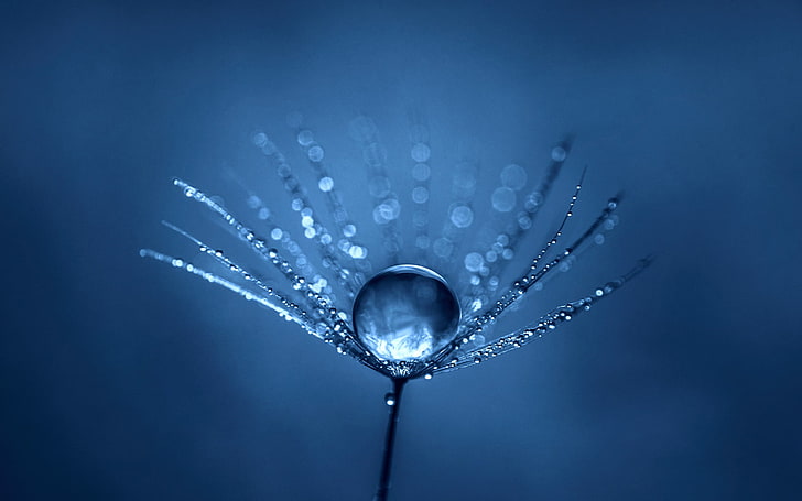 Free Download Wallpaper For Mobile | Dew drops, Nature photography,  Beautiful nature