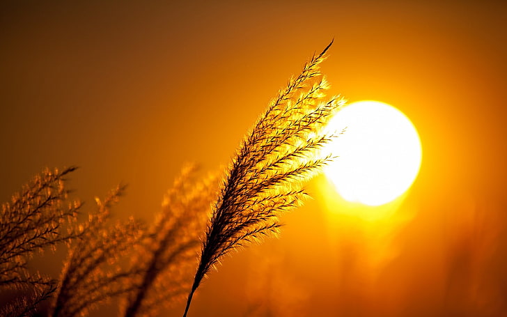 stunning sunset-High Quality HD Wallpaper, sky, plant, sunlight