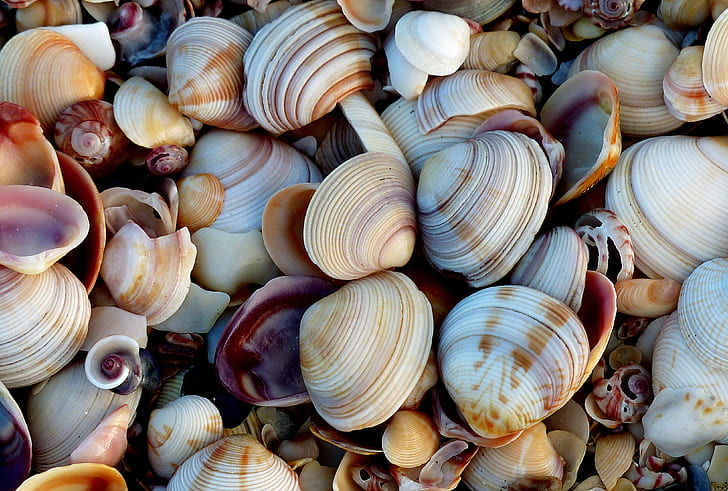 sea shells, Shell beach, nature, Lumix  Fz200, Public Domain, HD wallpaper