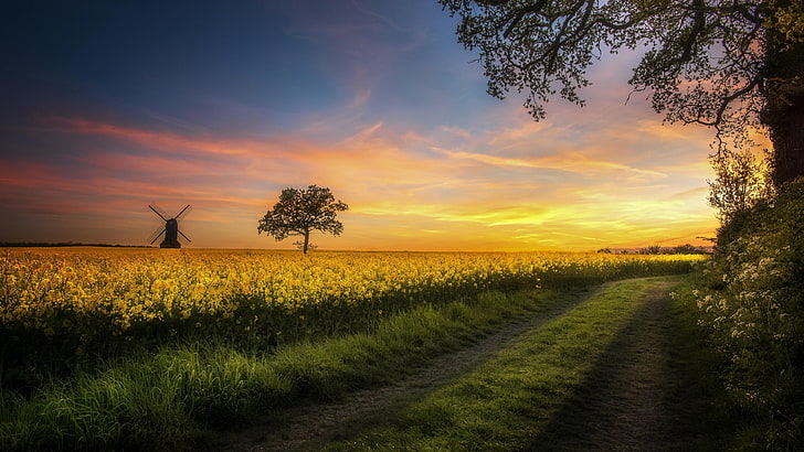 sky, field, yellow, tree, windmill, prairie, cloud, evening, HD wallpaper