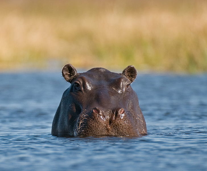 Hippopotamus during day time, hippo, Botswana, Okavango, pool