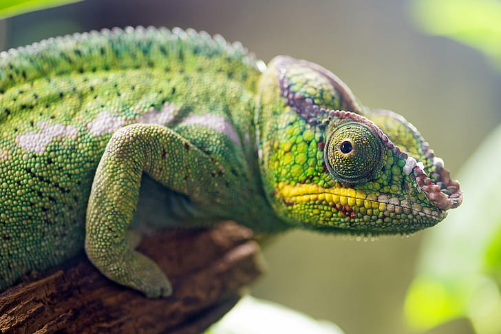 green Chameleon, chameleon, Panther chameleon, profile, lizard, HD wallpaper