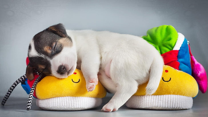 puppy, cute, dog, jack russell, sleep, HD wallpaper