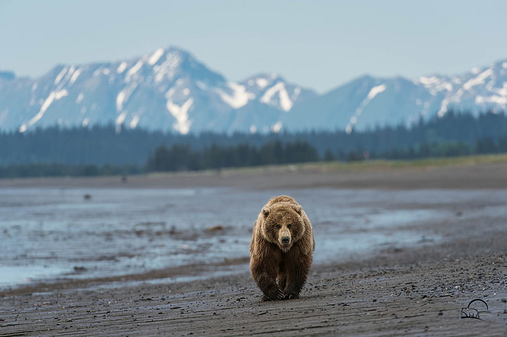 brown grizzly bear, beach, mountains, Alaska, one animal, beauty in nature, HD wallpaper