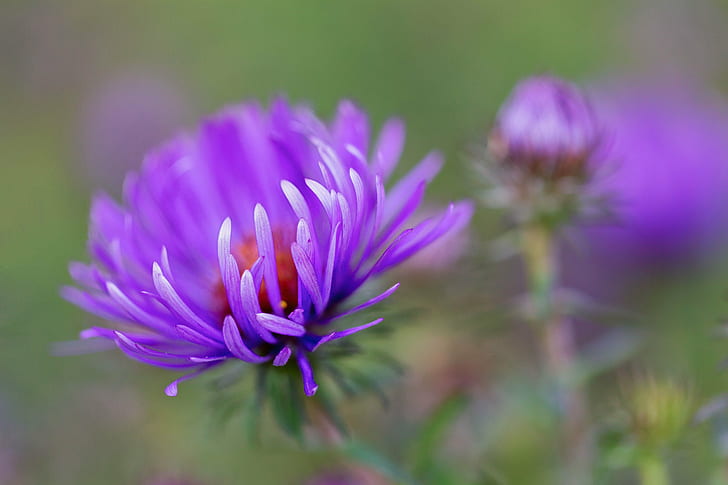 shallow focus photography of purple flowers, asters, asters, floral