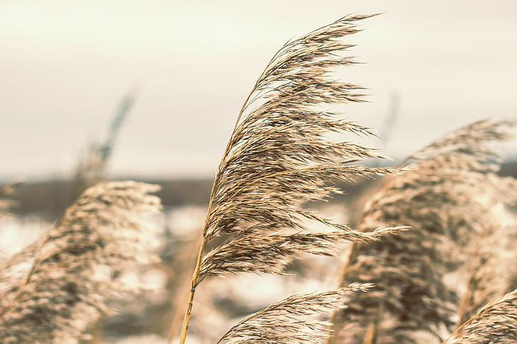 reeds, Russia, HD wallpaper