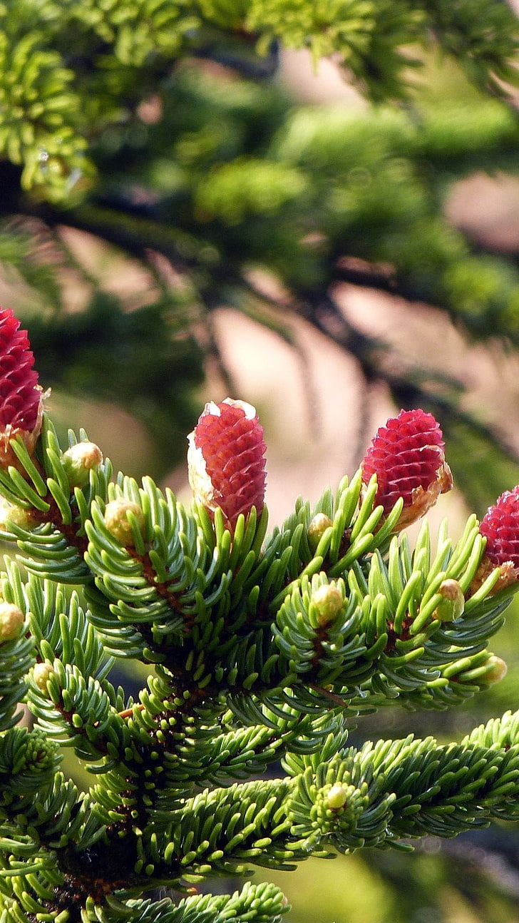 green tree, nature, trees, spruce, pine cones, plant, green color, HD wallpaper