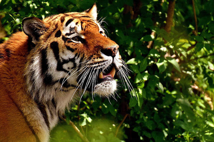 tiger 4k windows, animal themes, mammal, one animal, big cat, HD wallpaper