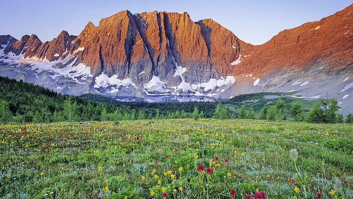 Stark Mountain Over A Flowery Meadow, green grass field near brown rocky mountain