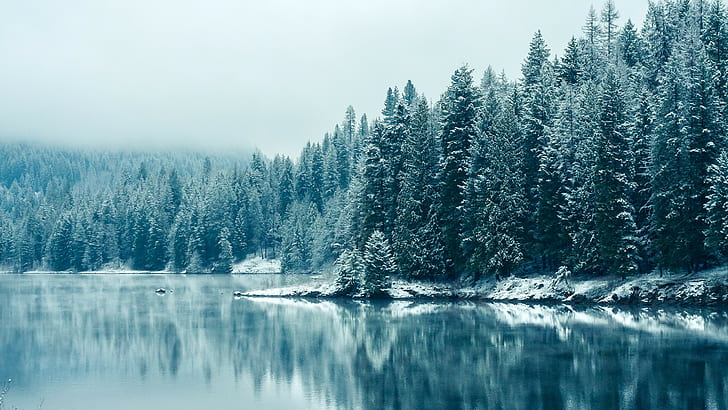 landscape, forest, water, trees, winter, snow, nature