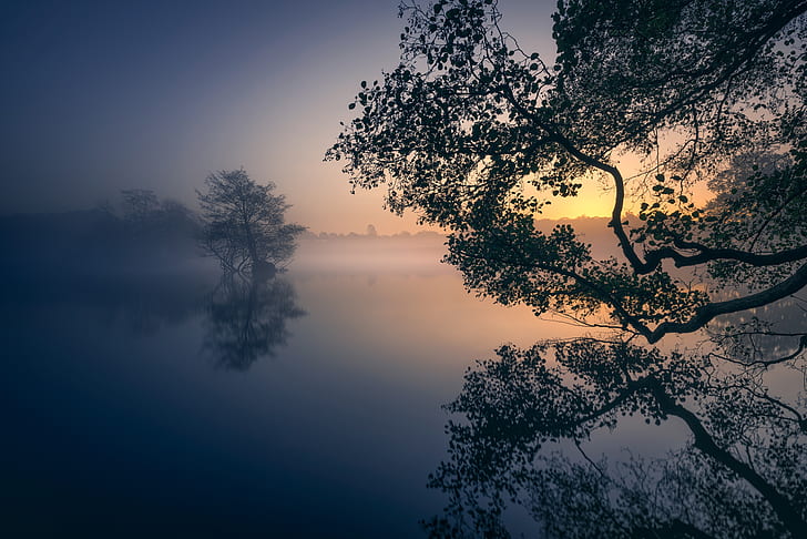 trees, fog, lake, Park, reflection, dawn, England, London, morning, HD wallpaper