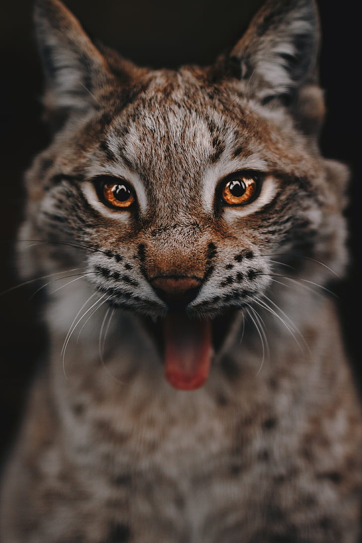 lynx, predator, big cat, glance, eyes