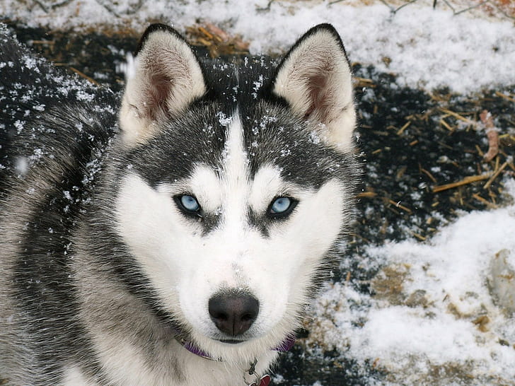 Siberian Husky, dog, animals, snow, winter, HD wallpaper