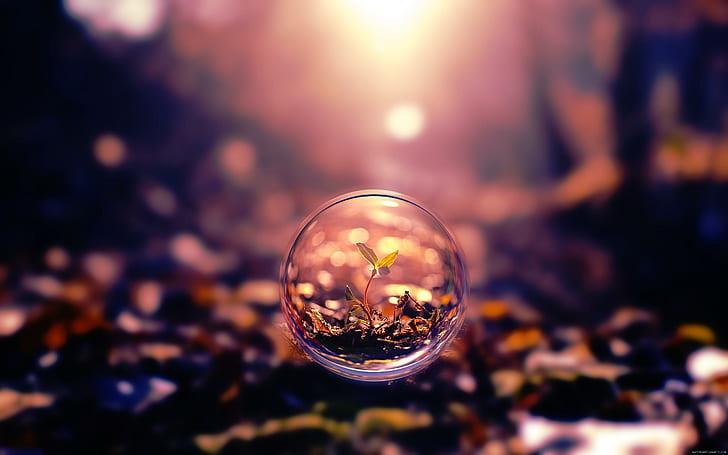 Little plant in a bubble, plant in round glass decor, nature