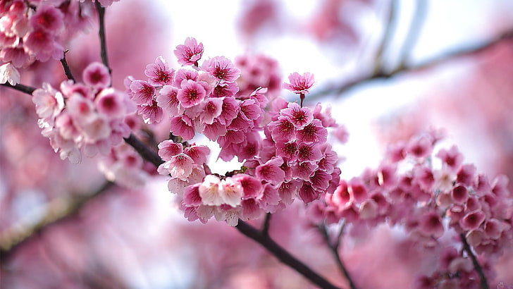 blossom, pink flowers, flowering plant, freshness, fragility, HD wallpaper