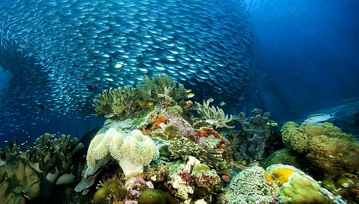 Underwater Ocean Sea Nature Coral Reef Tropical School Image Gallery, HD wallpaper