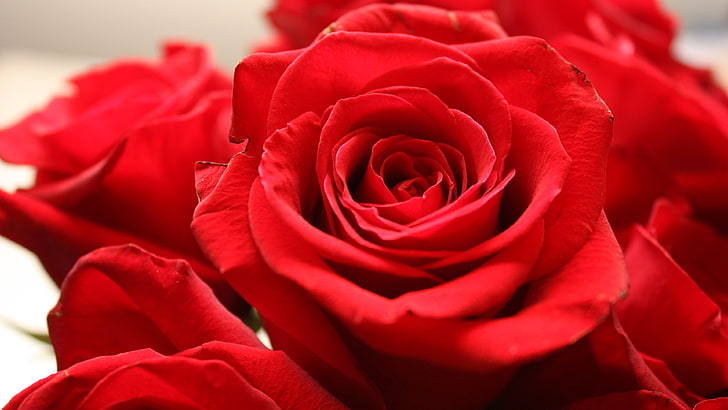 red roses flowers, nature, red flowers, flowering plant, rose - flower