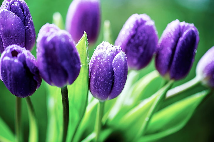 purple tulip flowers, tulips, purple flowers, dew, plant, flowering plant, HD wallpaper